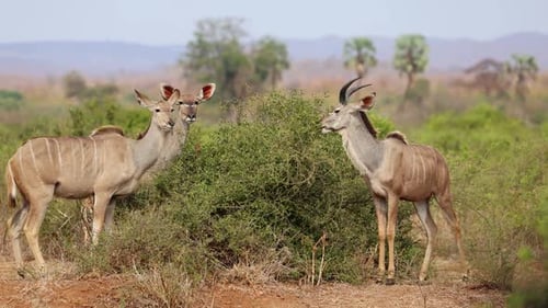 Kudu-Antilopen füttern, Krüger-Nationalpark
