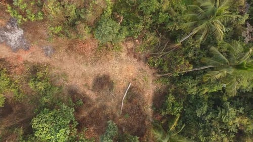 Cutting trees in the jungle caused the place to create empty.