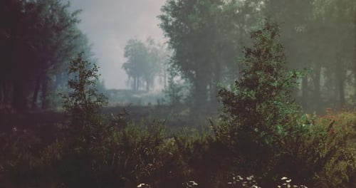 Quiet Morning in a Serene Forest with Mist and Soft Light