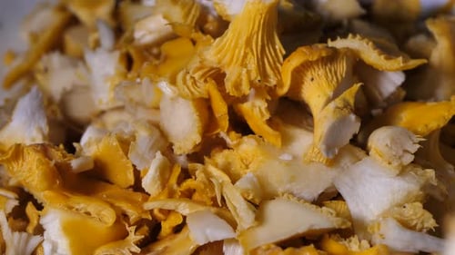 Close Up of Golden Chanterelle Mushrooms