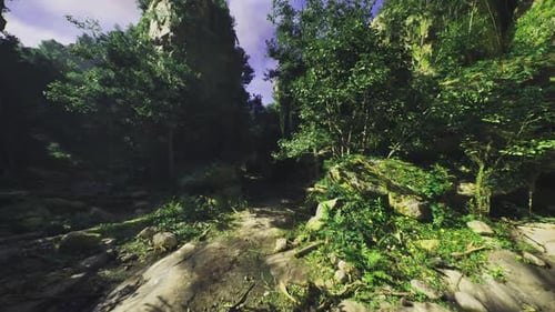 Realistic Virtual Journey Through Lush Green Jungle Path