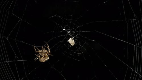 Spider Moves in Spider Web at Night and Find the Victim