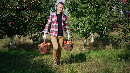 Mid aged farmer in plaid shirt walks by the garden carrying the baskets full of apples.