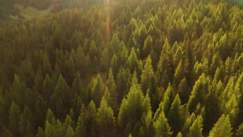 Bright Sunlight Illuminates Evergreen Treetops in Forest