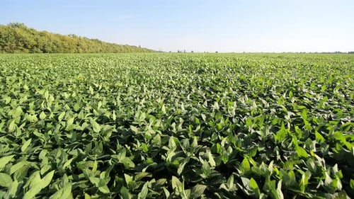 Green Soybean Field Under Clear Blue Sky Agricultural Farming Crop Growth