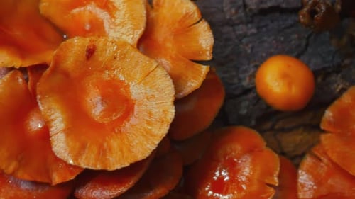 Mushroom Growth in Autumn Forest