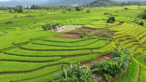 Beautiful morning view indonesia Panorama Landscape paddy fields with beauty color and sky natural l