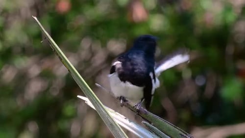 The Oriental magpie-robin is a very common passerine bird in Thailand in which it can be seen anywhe