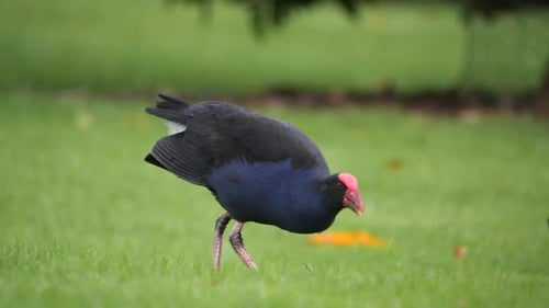 Australischer Vogel schaut durchs Gras