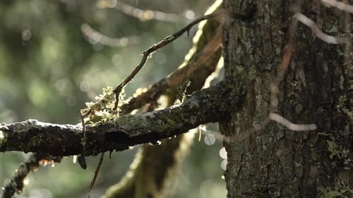 Mossy Bark Of A Tree After The Rain In The Forest. Rack Focus