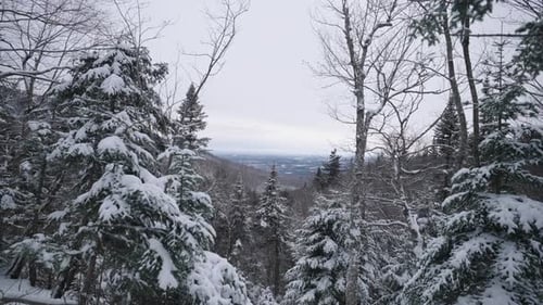 Snow Covered Coniferous And Bare Trees In A Forest During Winter - wide shot