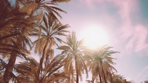 Gentle Palm Trees Swaying in Sunlight Against a Blue Sky