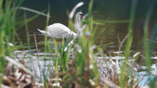 Close Up White Swan Swimming on Lake. Camera View of Lonely Swan