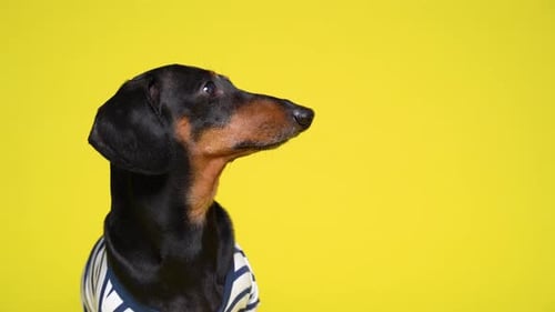 A black and tan dachshund wearing a navy and white striped shirt is posed in profile against a vibra