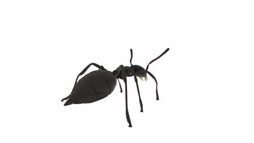Realistic 3D Black Ant Illustration