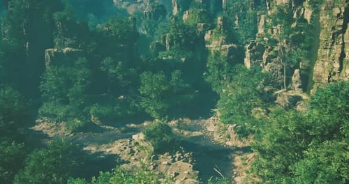 Lush Greenery Surrounding Rocky Cliffs in a Serene Forest Landscape