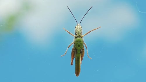 Grashüpfer sitzt auf dem Glas