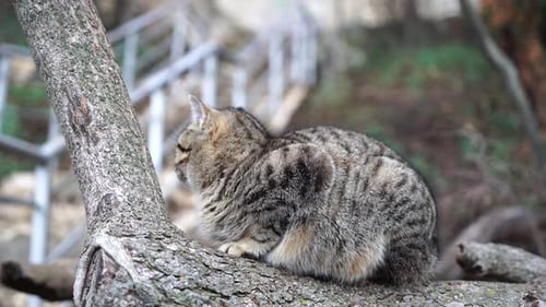 Gray Tabby Cat Resting on a Tree Branch