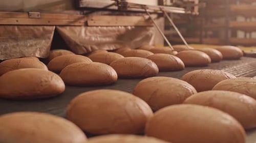 Loaves of bread on a production line in a bakery. Fragrant bread with a ruddy golden crust.