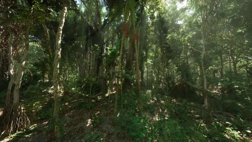 Lush Jungle in China Showcasing Dense Vegetation and Vibrant Greenery