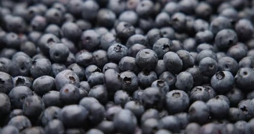 Healthy Organic Fresh Juicy Blueberry Fruit Berrie Macro Background