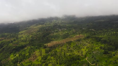 Landscape with Green Fields of Tea