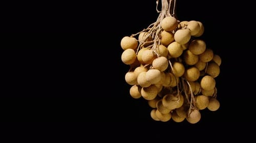 Hanging Longan Bunch Rotating in Seamless Loop Against Black Background Captured in Wide Angle Frame