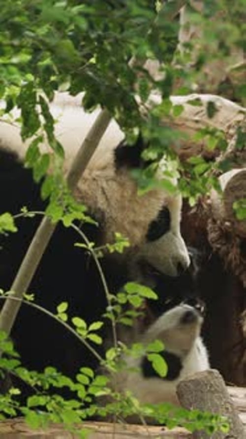 Giant Panda Resting In Slow