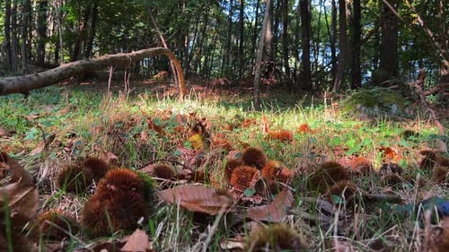 Fpv walk in chestnut forest among trees and hedgehogs. First-person low angle handheld shot