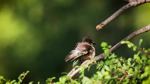 Brown-hooded Kingfisher in Kruger National park, South Africa