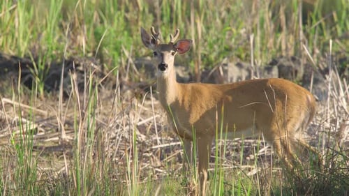 Young Deer Standing in a Grassy Field