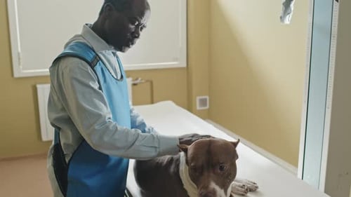 Veterinarian Examining Dog at Animal Hospital