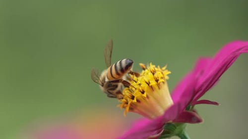 Bee On Flower Pollinating in Beautiful Summer Garden