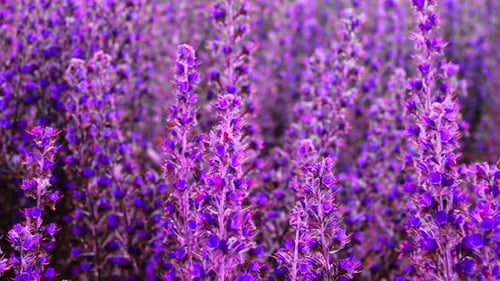 Lila Blumen in freier Wildbahn