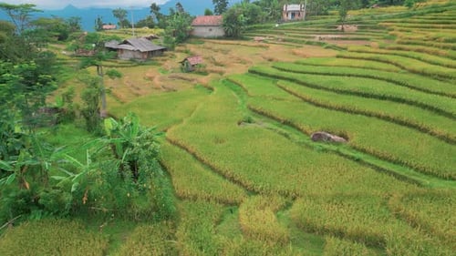 green rice fields