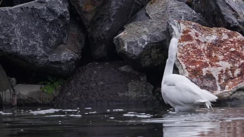 Silberreiher hebt seinen Kopf aus dem Wasser, während er jagt