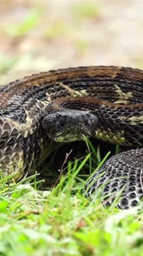 portrait rapproché d'un serpent à sonnettes avec sa langue