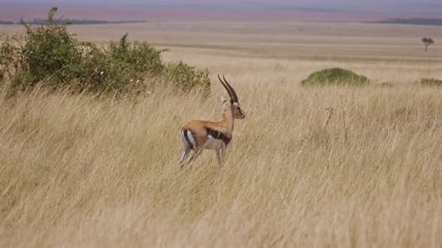 African Gazelle in Golden Savannah Field