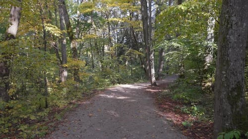 Peaceful forest path surrounded by lush trees with early autumn foliage, perfect for walking,