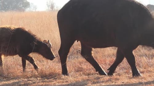 Büffelkalb läuft mit seiner Mutter auf einem Feld