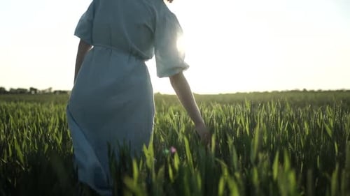Young girl walks through green wheat field and touches the wheatear