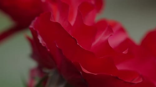 Close Up Rose Flower