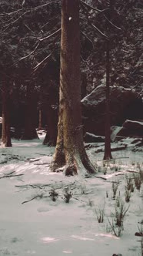 Snowy Forest Scene with Towering Trees and Rocky Formations in Winter