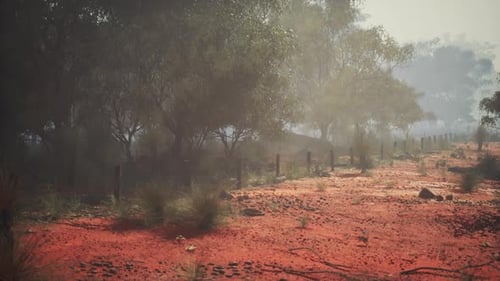 Enchanted Path Lost in the Misty Australian Bush