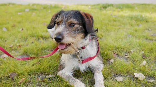 Cute Dog Relaxing on Green Grass