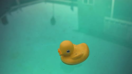 A yellow toy duck floating in a swimming pool.