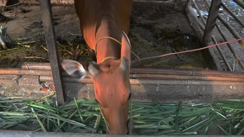 Cow Eating Grass in Rural Wooden Pen