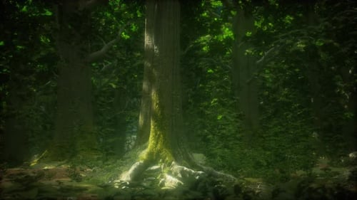 Tree Roots and Sunshine in a Green Forest