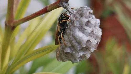 Unique macro footage of a wasp building its nest on a flower, by licking its legs, and working hard