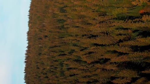 Mountain forest with colorful trees
